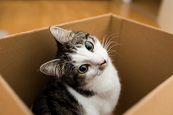 Moving with Pets - Moving Boxes